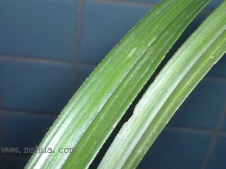 ��һ���ջ�