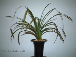 ��һ���ջ�