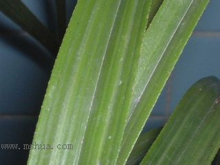 ��һ���ջ�