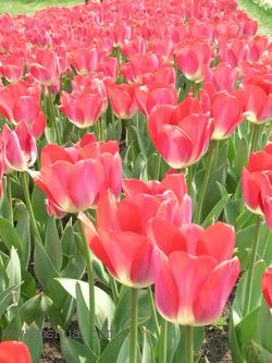 ��������չ��