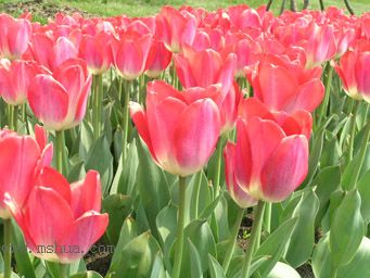 ��������չ��