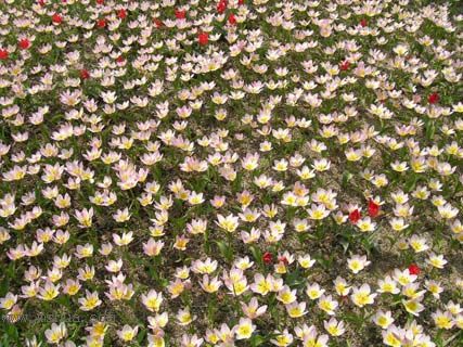 ��������չ��