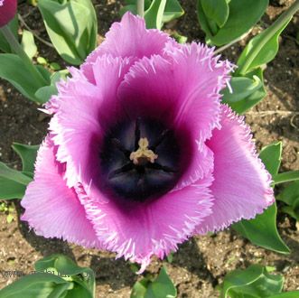 ��������չ��