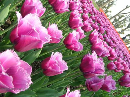 ��������չ��