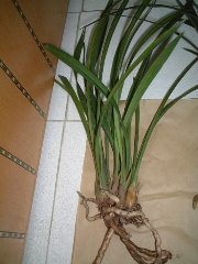 ��һ���ջ�