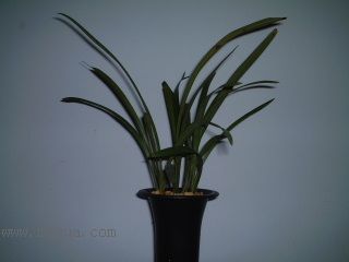 ��һ���ջ�