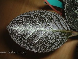 Kee Wee - ����