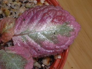 Kee Wee - ����