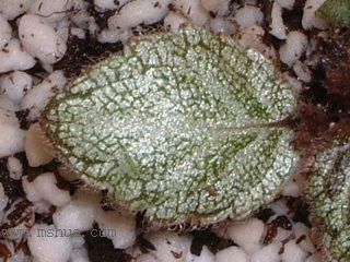 Kee Wee - ����