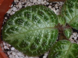 Kee Wee - ����