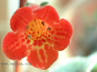 Kee Wee - ����