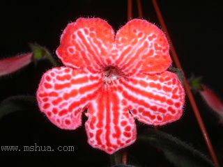 Kee Wee - ����