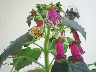 Kee Wee - ����