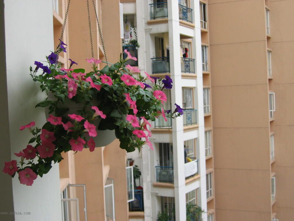 ��ҿ��������ԼҵĻ���