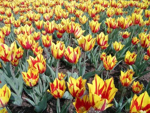 ��������չ��