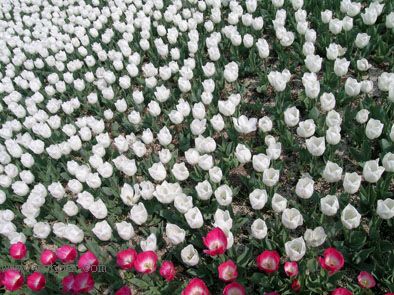 ��������չ��