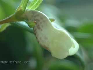 Kee Wee - ����