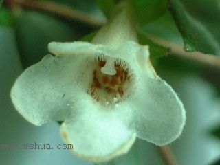 Kee Wee - ����