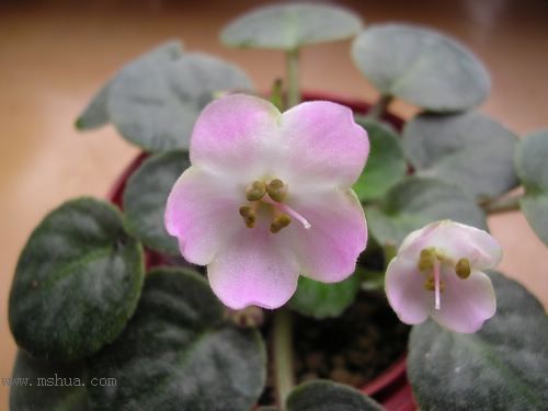 [����]Rachel������С�ǣ�P27�¿�Ʒ�֣�