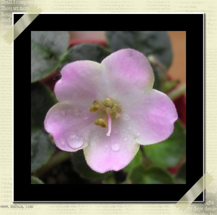 [����]Rachel������С�ǣ�P27�¿�Ʒ�֣�