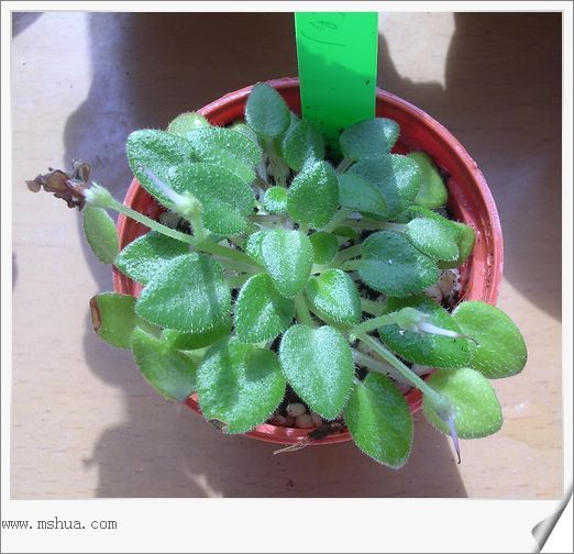 [����]Rachel������С�ǣ�P27�¿�Ʒ�֣�