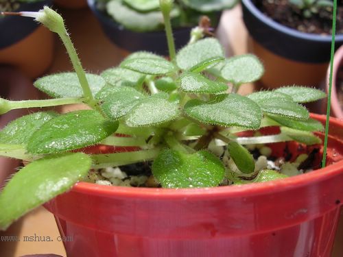 [����]Rachel������С�ǣ�P27�¿�Ʒ�֣�