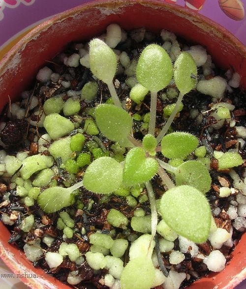 [����]Rachel������С�ǣ�P27�¿�Ʒ�֣�