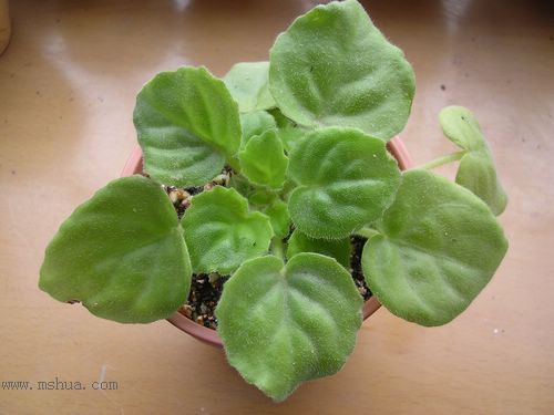 [����]Rachel������С�ǣ�P27�¿�Ʒ�֣�