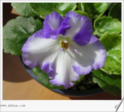 [����]Rachel������С�ǣ�P27�¿�Ʒ�֣�