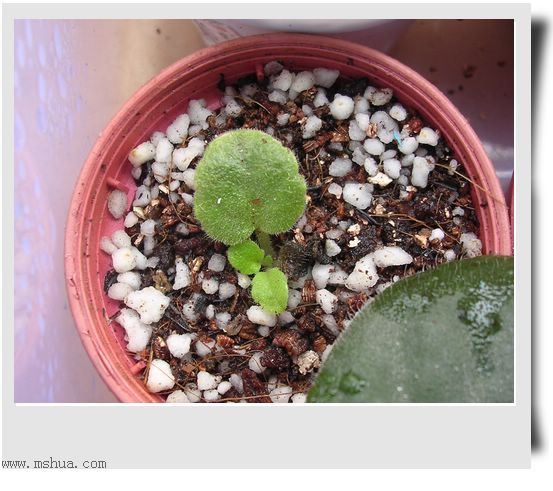 [����]Rachel������С�ǣ�P27�¿�Ʒ�֣�