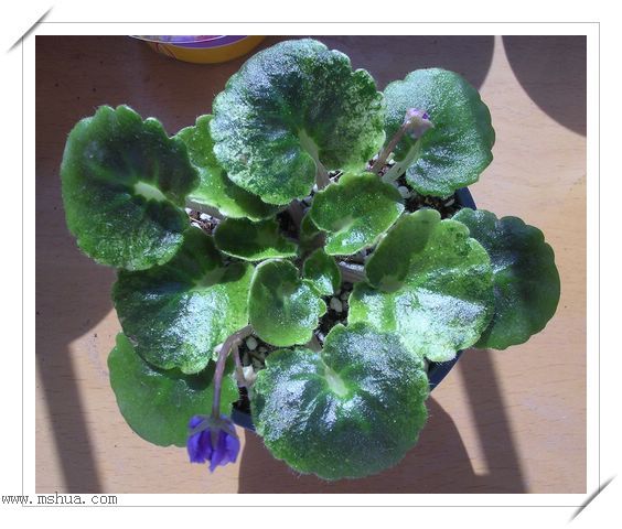 [����]Rachel������С�ǣ�P27�¿�Ʒ�֣�