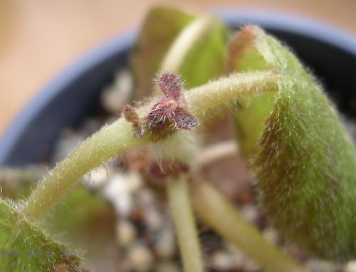 [����]Rachel������С�ǣ�P27�¿�Ʒ�֣�