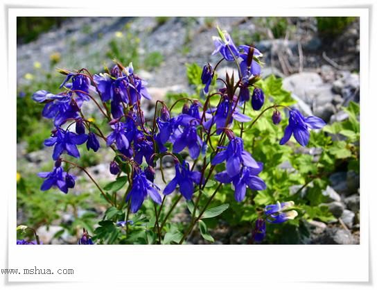 �½���Ұ������