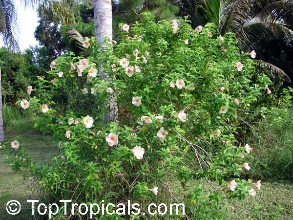 ʲô�ٰ������ԸУ���