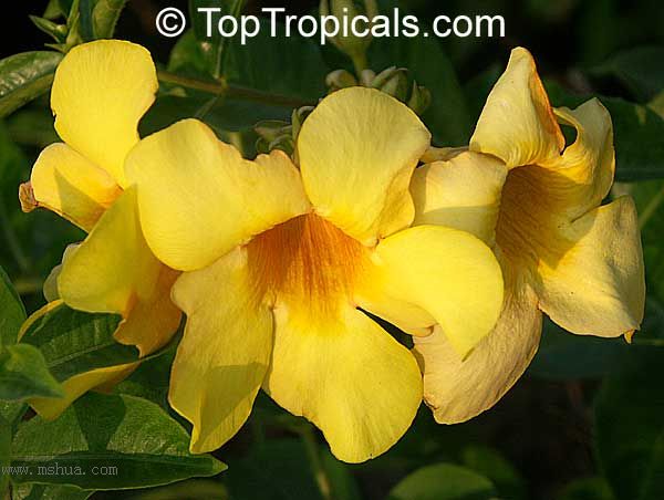 ʲô�ٰ������ԸУ���