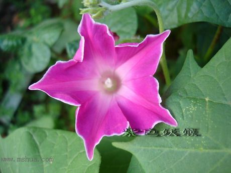 ��ɫ�������ﲥ�ռǣ�ʢ���Ĳ�˹�պͳ��գ���20