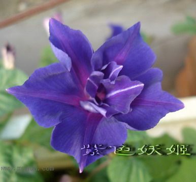 ��ɫ�������ﲥ�ռǣ�ʢ���Ĳ�˹�պͳ��գ���20