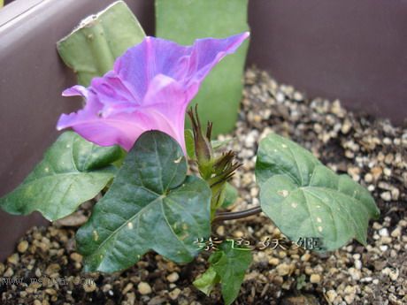 ��ɫ�������ﲥ�ռǣ�ʢ���Ĳ�˹�պͳ��գ���20