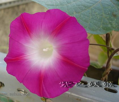 ��ɫ�������ﲥ�ռǣ�ʢ���Ĳ�˹�պͳ��գ���20