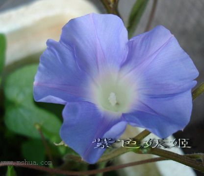 ��ɫ�������ﲥ�ռǣ�ʢ���Ĳ�˹�պͳ��գ���20