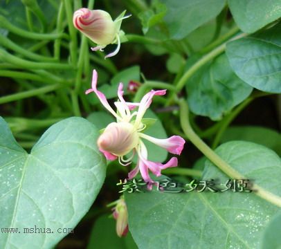 ��ɫ�������ﲥ�ռǣ�ʢ���Ĳ�˹�պͳ��գ���20