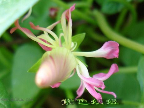 ��ɫ�������ﲥ�ռǣ�ʢ���Ĳ�˹�պͳ��գ���20