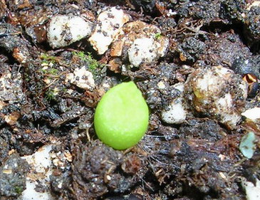 �Ҳ���������