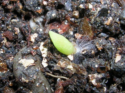 �Ҳ���������