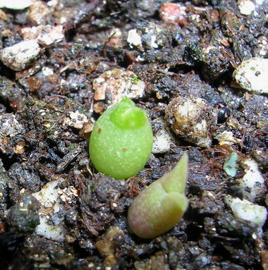 �Ҳ���������