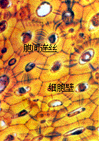 ֲ�����֪ʶƪ��һ������ֲ���ϸ��