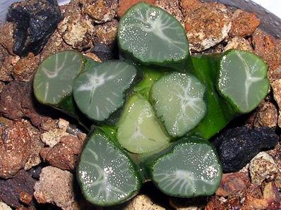 ��ֻ�������������~~