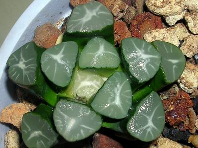 ��ֻ�������������~~