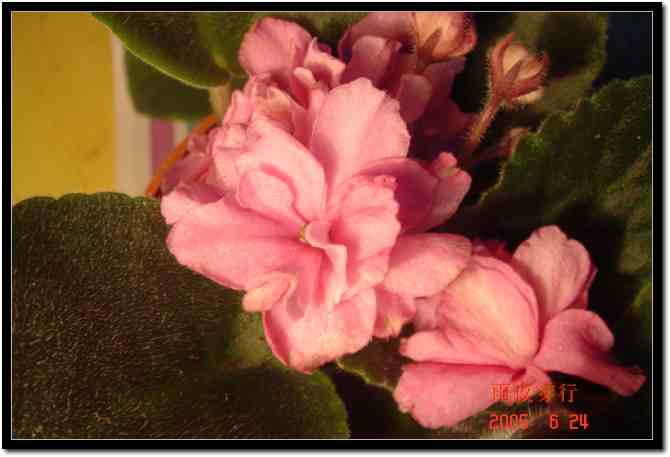 ��ҹ��˽����԰