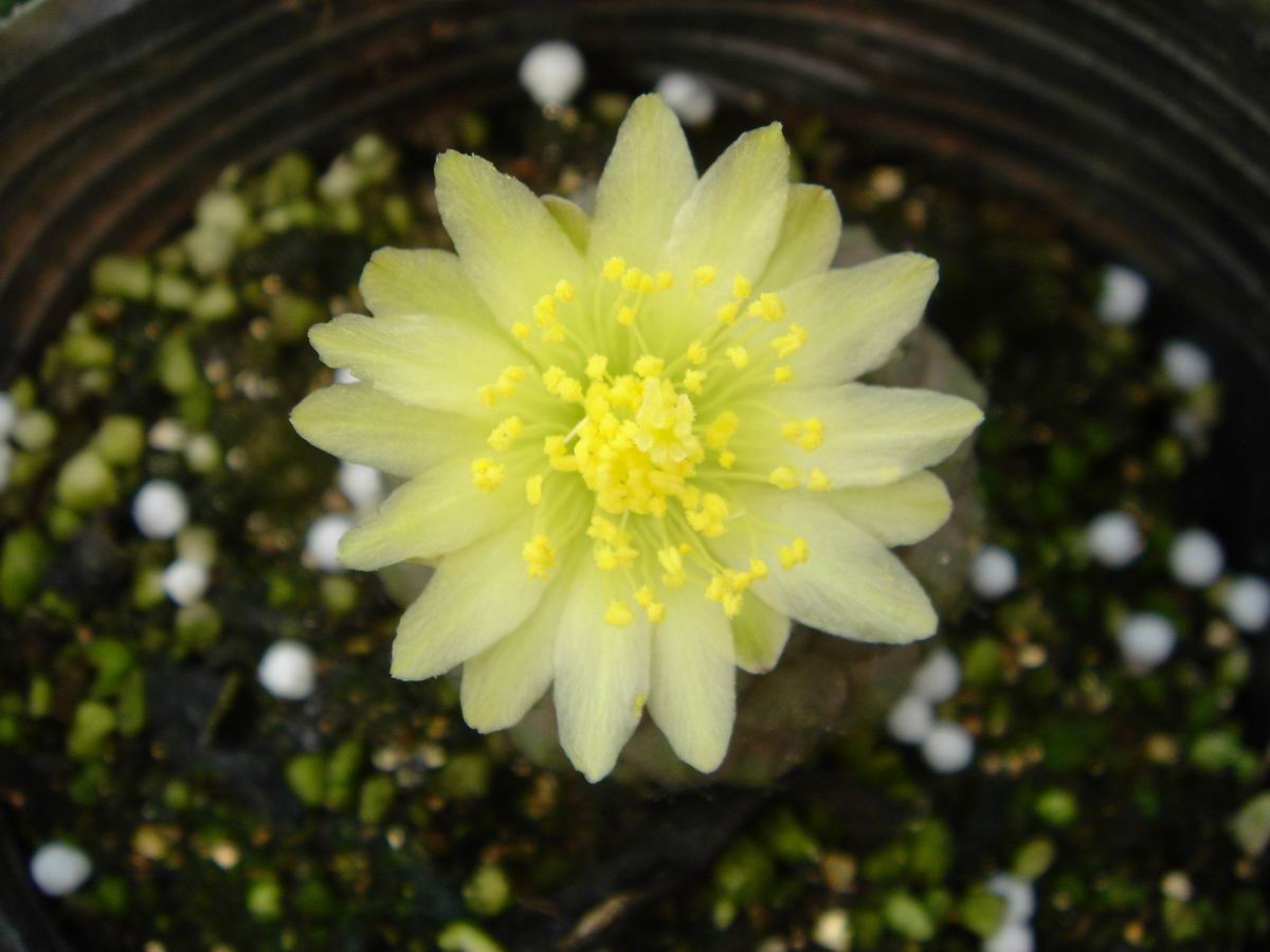 ʯͷ��������ףİ�ϻ�����